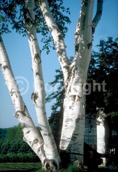 Green blooms; Brown blooms; Deciduous; Broadleaf; North American Native