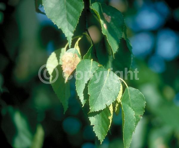 Green blooms; Brown blooms; Deciduous; Broadleaf; North American Native