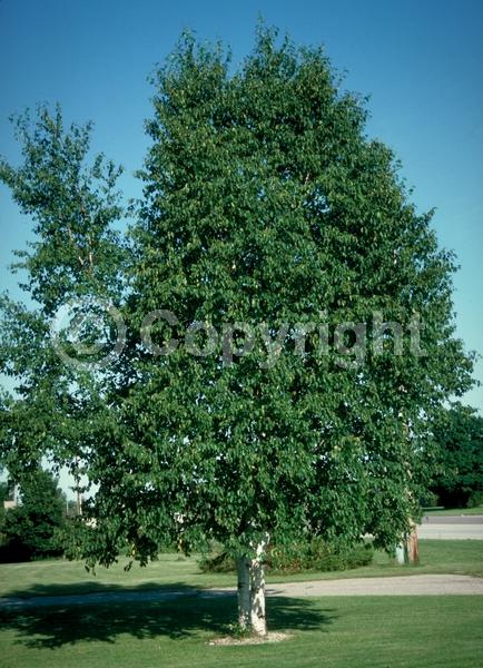 Green blooms; Brown blooms; Deciduous; Broadleaf; North American Native
