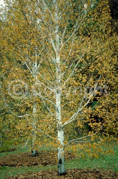 Green blooms; Brown blooms; Deciduous; Broadleaf; North American Native