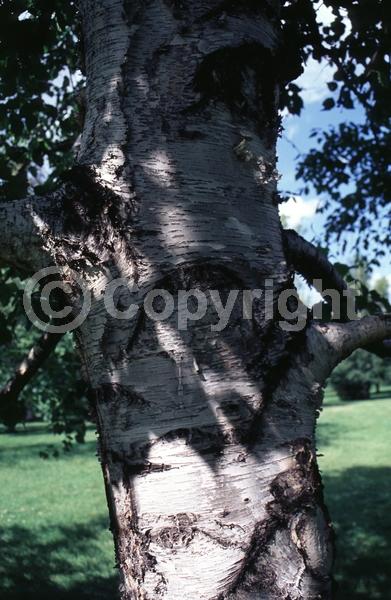 Green blooms; Brown blooms; Deciduous; Broadleaf; North American Native