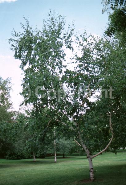 Green blooms; Brown blooms; Deciduous; Broadleaf; North American Native