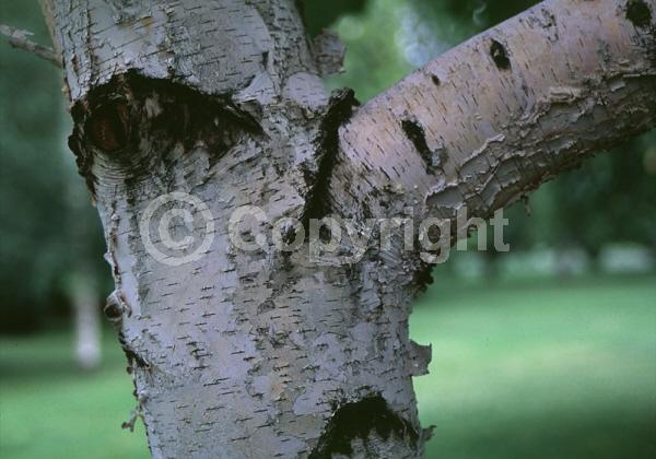 Green blooms; Brown blooms; Deciduous; Broadleaf; North American Native