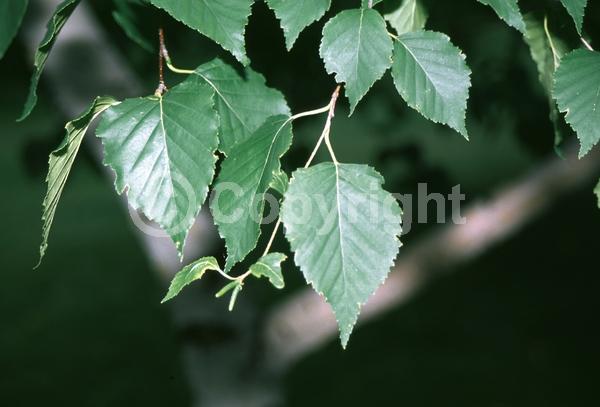 Green blooms; Brown blooms; Deciduous; Broadleaf; North American Native