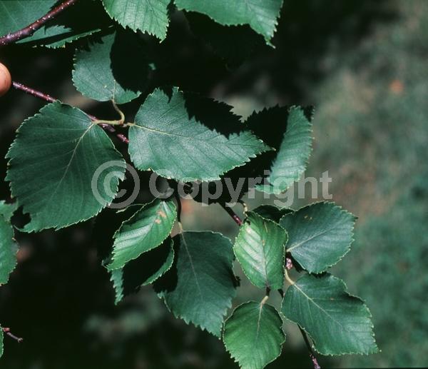 Green blooms; Brown blooms; Deciduous; Broadleaf; North American Native