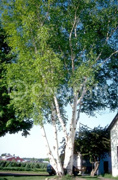 Green blooms; Brown blooms; Deciduous; Broadleaf; North American Native