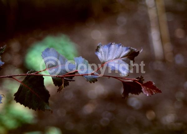 Brown blooms; Deciduous; Broadleaf