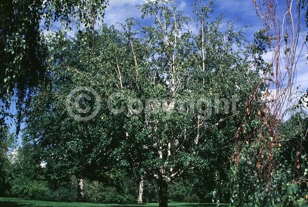 Brown blooms; Deciduous; Broadleaf