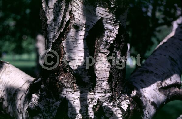 Brown blooms; Deciduous; Broadleaf