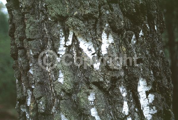 Brown blooms; Deciduous; Broadleaf