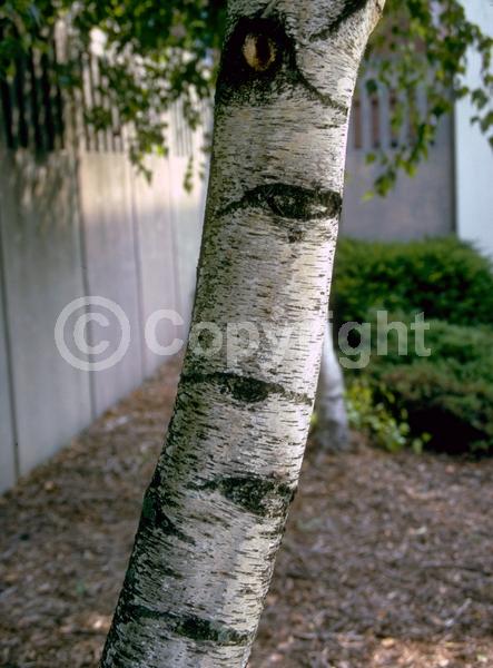 Brown blooms; Deciduous; Broadleaf