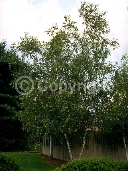 Brown blooms; Deciduous; Broadleaf