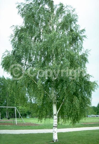 Brown blooms; Deciduous; Broadleaf