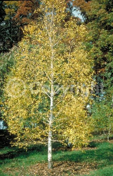 Brown blooms; Deciduous; Broadleaf