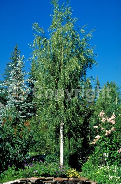 Brown blooms; Deciduous; Broadleaf