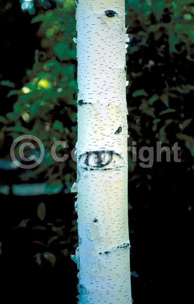 Brown blooms; Deciduous; Broadleaf