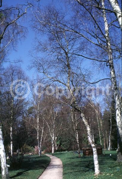 Brown blooms; Deciduous; Broadleaf