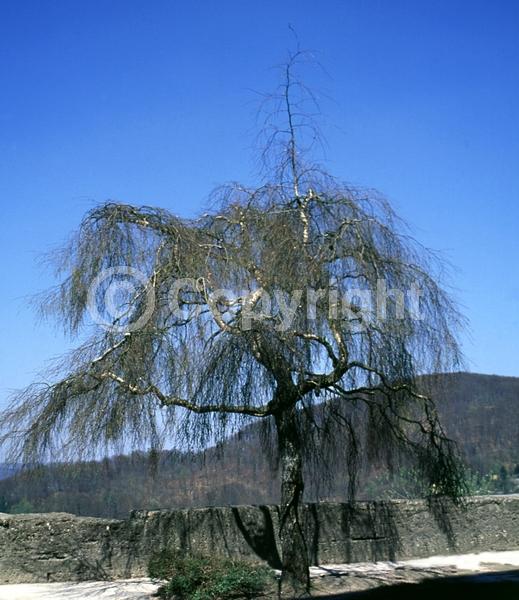 Brown blooms; Deciduous; Broadleaf