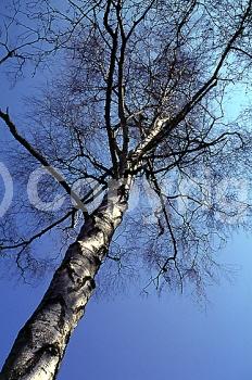 Brown blooms; Deciduous; Broadleaf