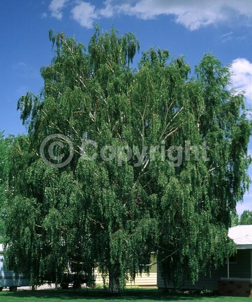 Brown blooms; Deciduous; Broadleaf