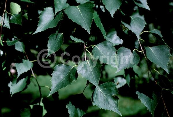 Brown blooms; Deciduous; Broadleaf