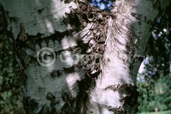 Brown blooms; Deciduous; Broadleaf