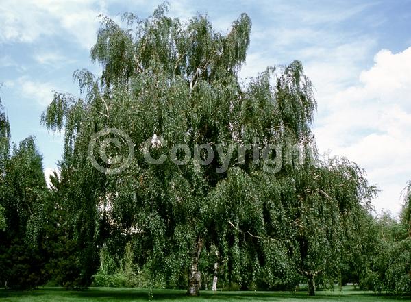 Brown blooms; Deciduous; Broadleaf