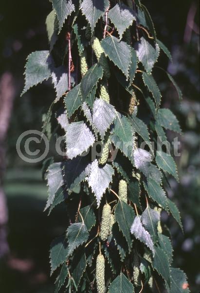 Brown blooms; Deciduous; Broadleaf