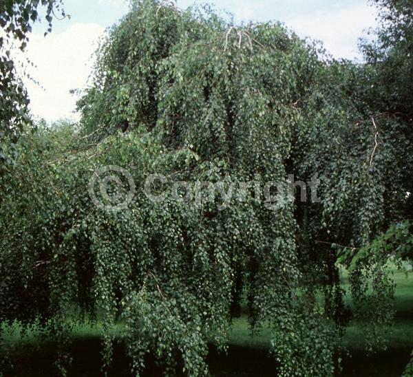 Brown blooms; Deciduous; Broadleaf