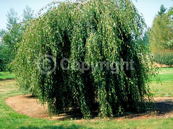Brown blooms; Deciduous; Broadleaf
