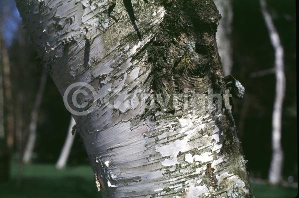 Brown blooms; Deciduous; Broadleaf