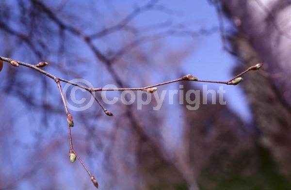 Brown blooms; Deciduous; Broadleaf