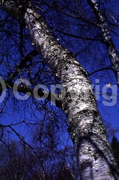 Brown blooms; Deciduous; Broadleaf