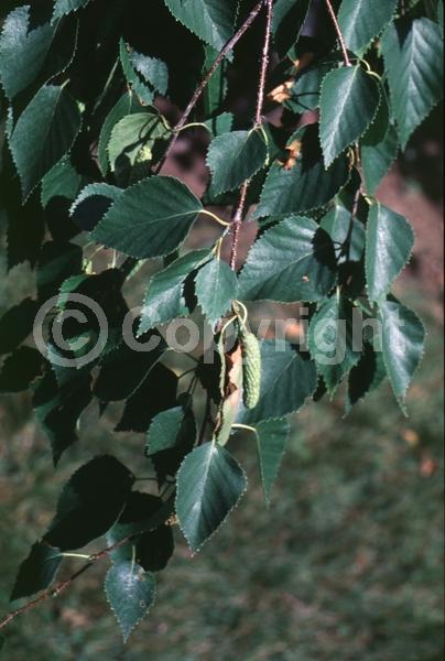 Brown blooms; Deciduous; Broadleaf