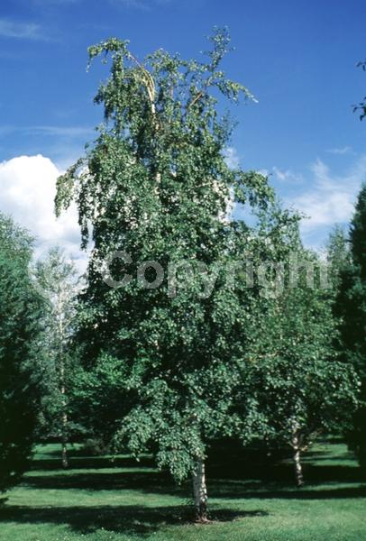 Brown blooms; Deciduous; Broadleaf