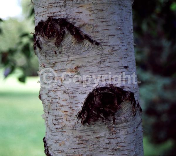 Brown blooms; Deciduous; Broadleaf