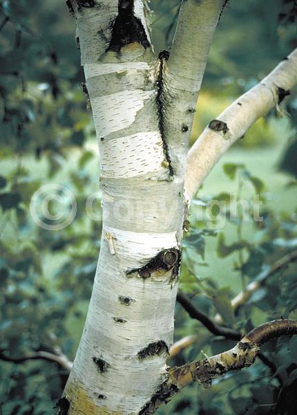 Brown blooms; Deciduous; Broadleaf