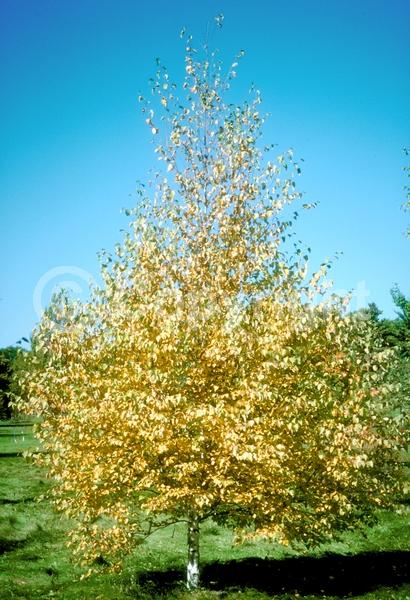 Brown blooms; Deciduous; Broadleaf