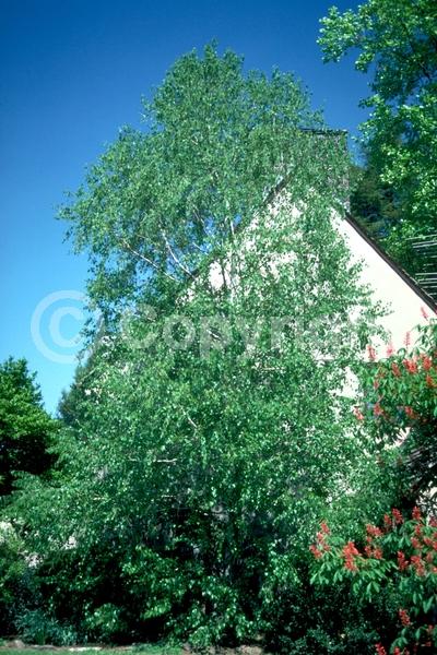 Brown blooms; Deciduous; Broadleaf; North American Native