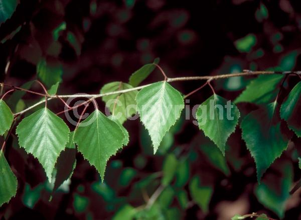 Brown blooms; Deciduous; Broadleaf; North American Native