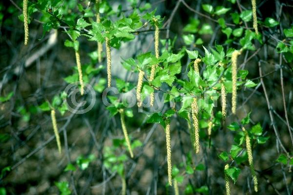 Brown blooms; Deciduous; Broadleaf; North American Native