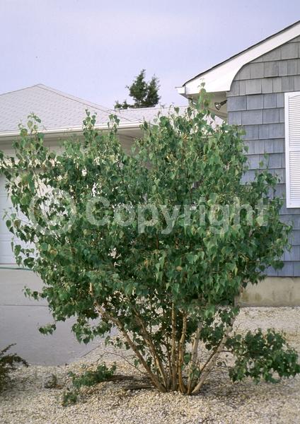 Brown blooms; Deciduous; Broadleaf; North American Native