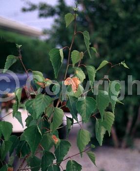 Brown blooms; Deciduous; Broadleaf; North American Native