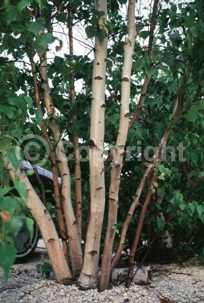 Brown blooms; Deciduous; Broadleaf; North American Native