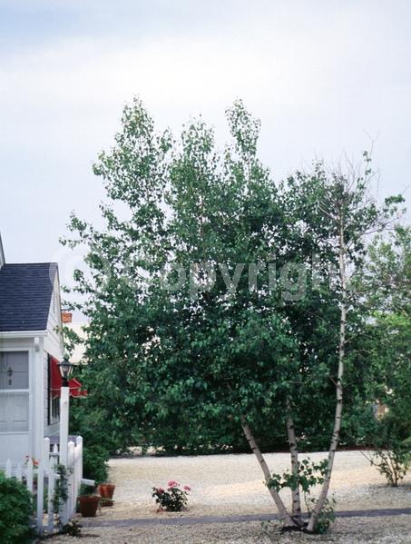 Brown blooms; Deciduous; Broadleaf; North American Native