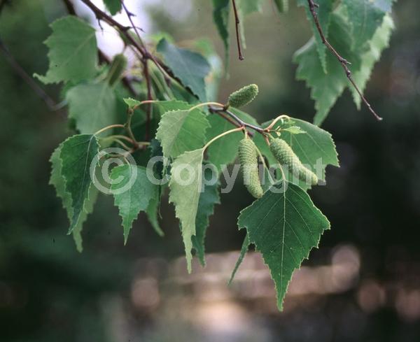 Brown blooms; Deciduous; Broadleaf; North American Native