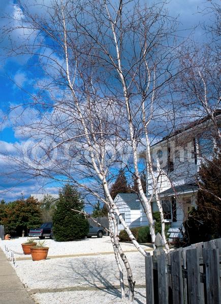 Brown blooms; Deciduous; Broadleaf; North American Native