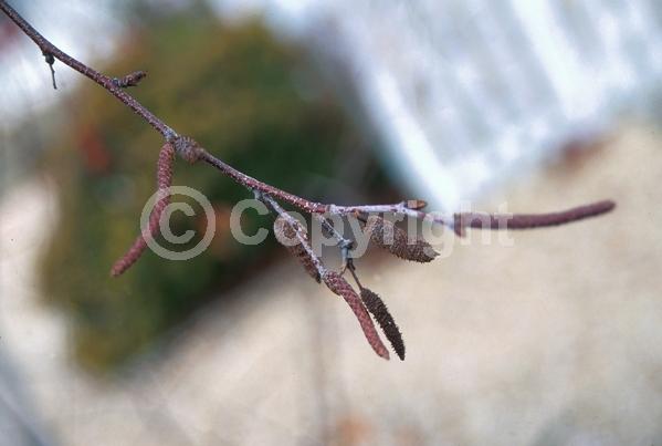 Brown blooms; Deciduous; Broadleaf; North American Native