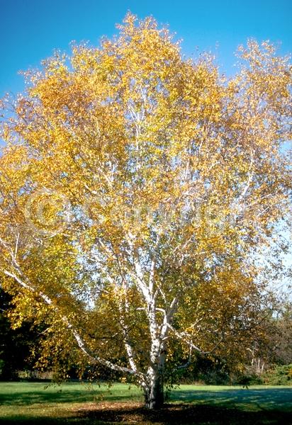 Brown blooms; Deciduous; Broadleaf; North American Native
