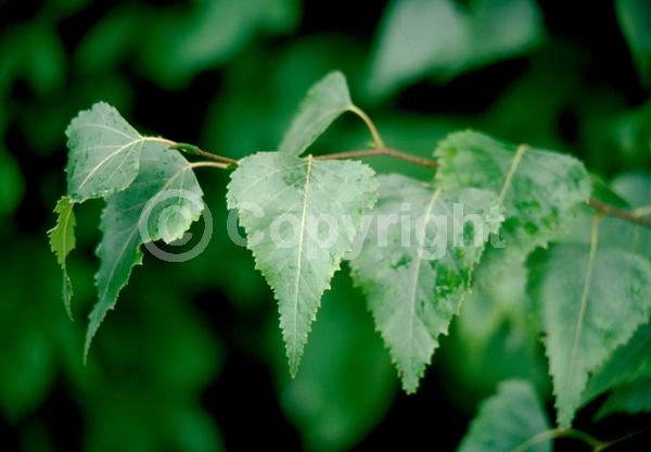 Brown blooms; Deciduous; Broadleaf